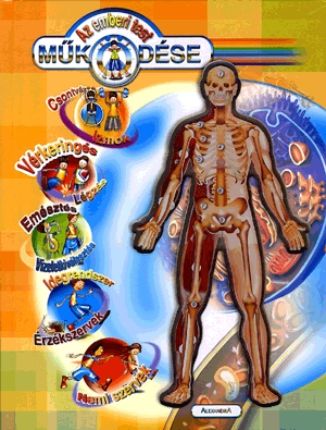 Az emberi test működése